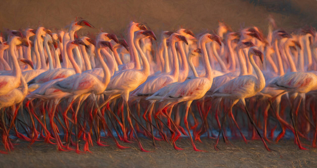Photo by Suzanna Anya / A gathering of flamingos seem to be dancing.