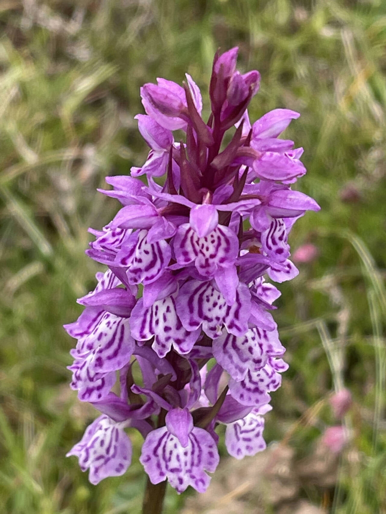 Photo by Carol Bernthal/Adam Henley / More than 22 species of wild orchids are found in the Pyrenees, some of them found nowhere else in the world.