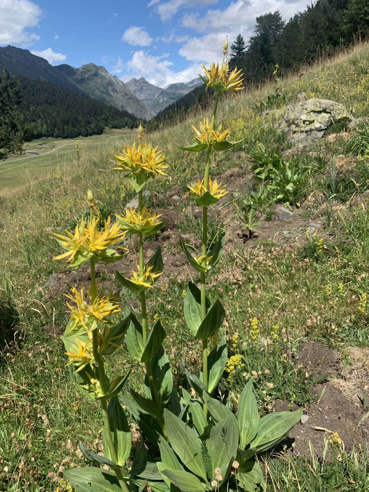 Photo by Carol Bernthal/Adam Henley / Great yellow gentian, whose roots are used to make Suze (a bitter French aperitif), line a trail in the Pyrenees.