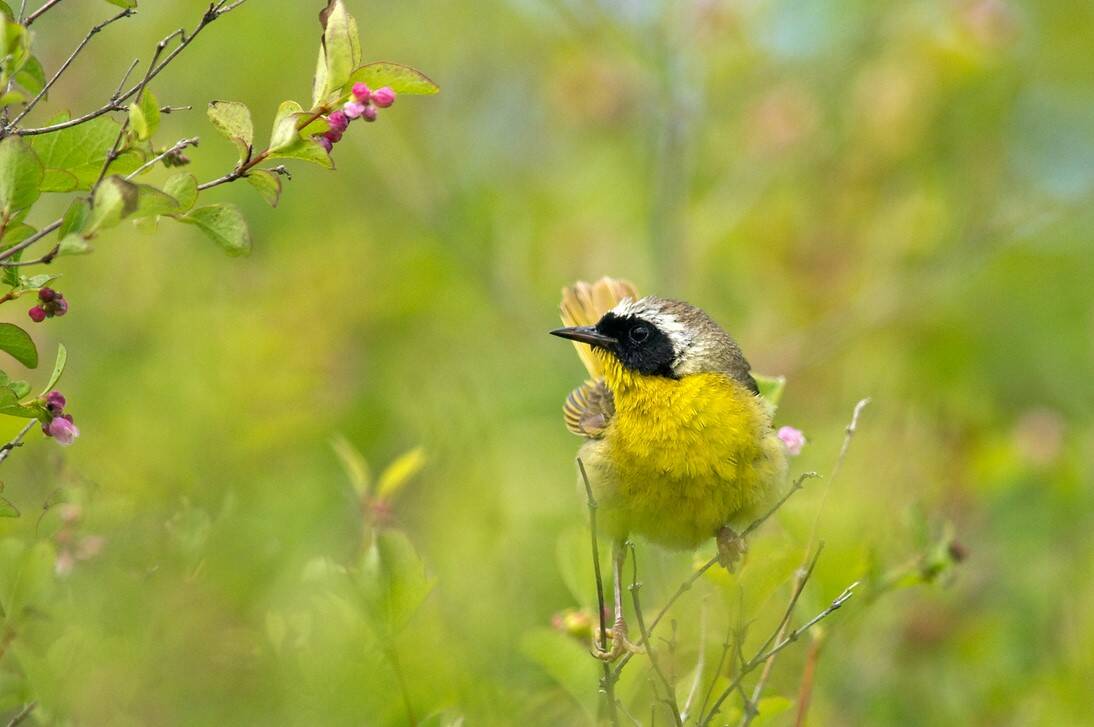 Photo by by Dow Lambert / Learn more about the ‘Sounds of Spring’ at the next Backyard Birding series event, set for 10 a.m.-noon on Saturday, March 4, at the Dungeness River Nature Center. Pictured is a Common Yellowthroat.