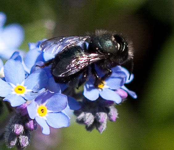 Native to Western Washington, mason bees are purportedly seven times more efficient than honeybees when pollinating fruit trees. Photo by Sandy Cortez