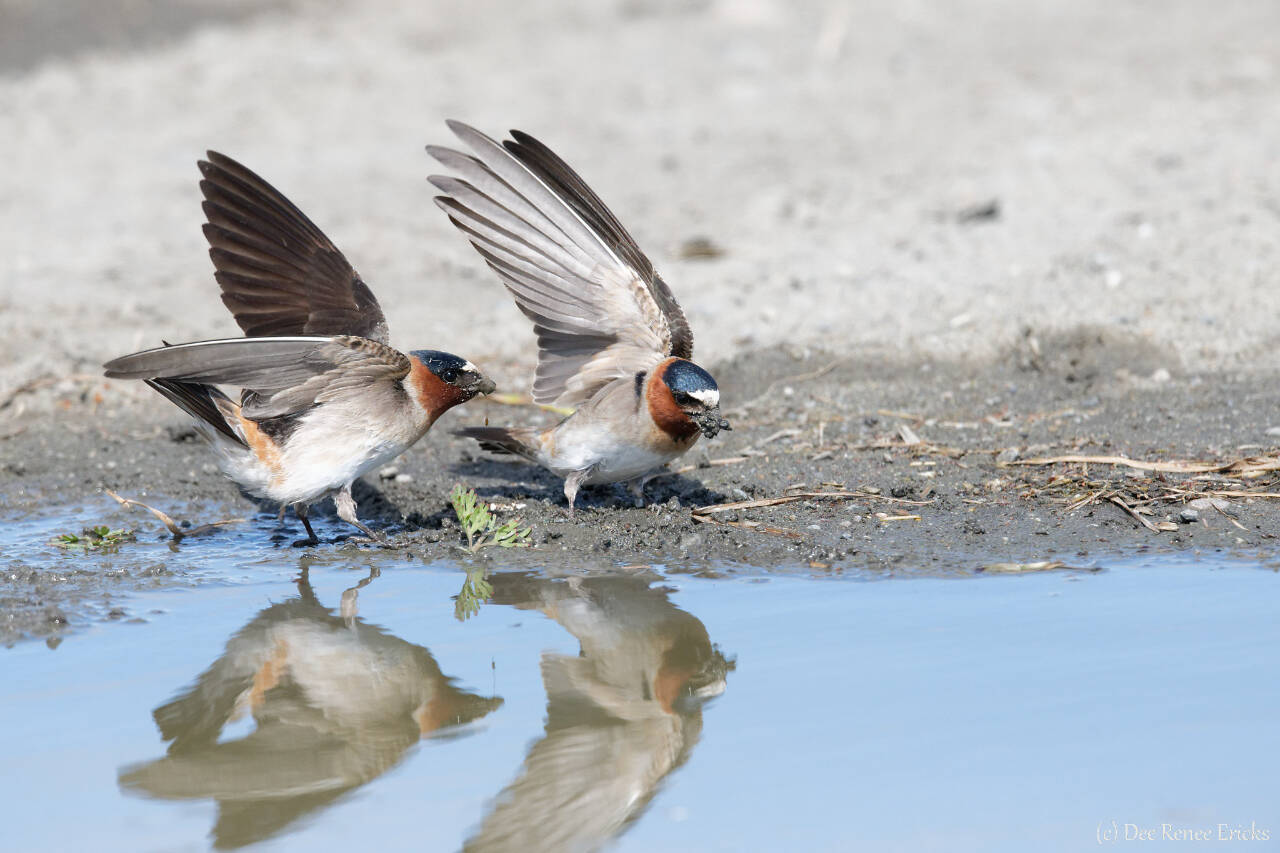 Photo by Dee Renee Ericks / Cliff Swallows gather mud.