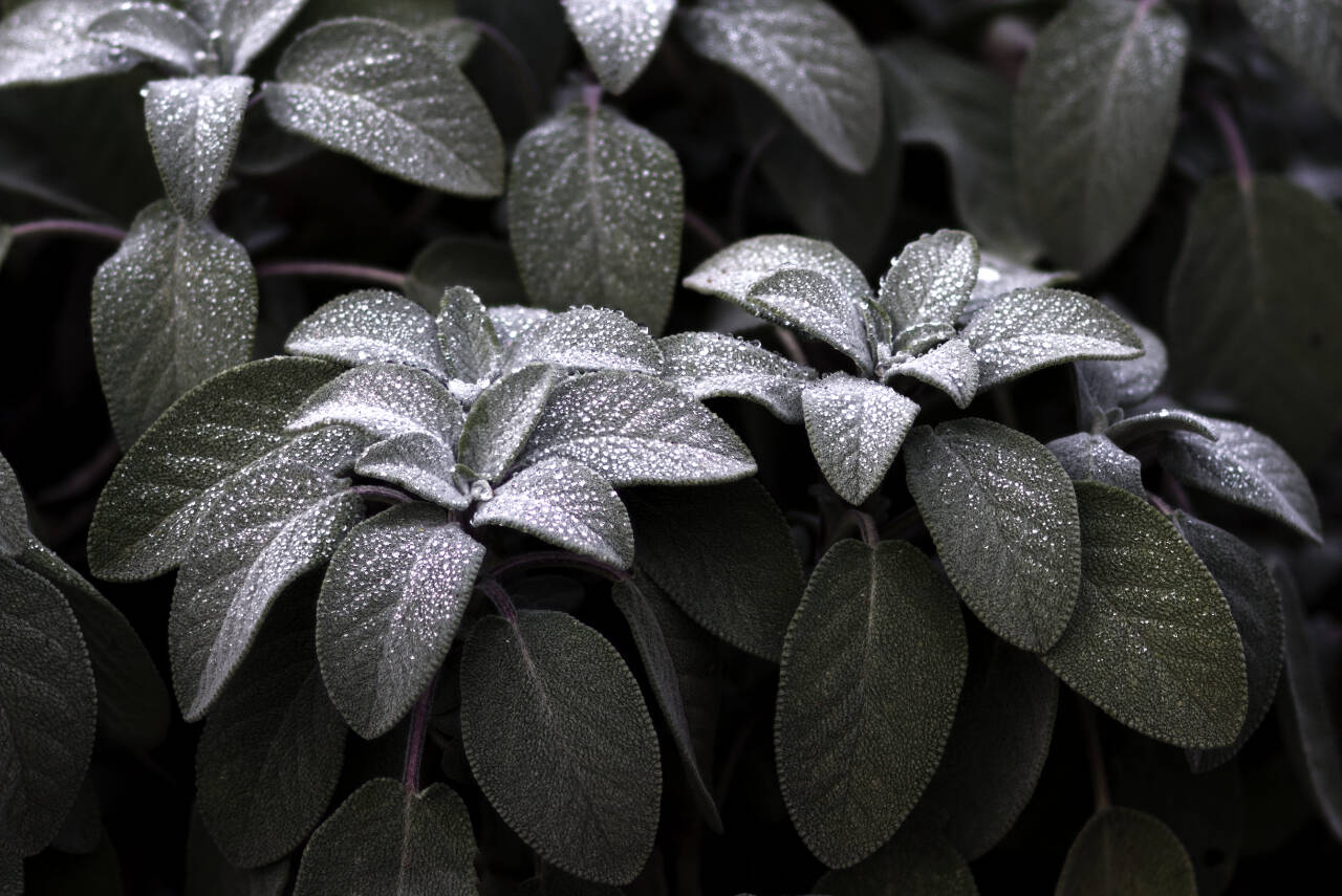 Submitted photo / “Dew-Covered Sage Plant at Woodcock Master Gardener Demonstration Garden,” by Mark Klinke of Carlsborg, tookfirst place in the Adult Photography division of the 2023 Tidepools Magazine contest.