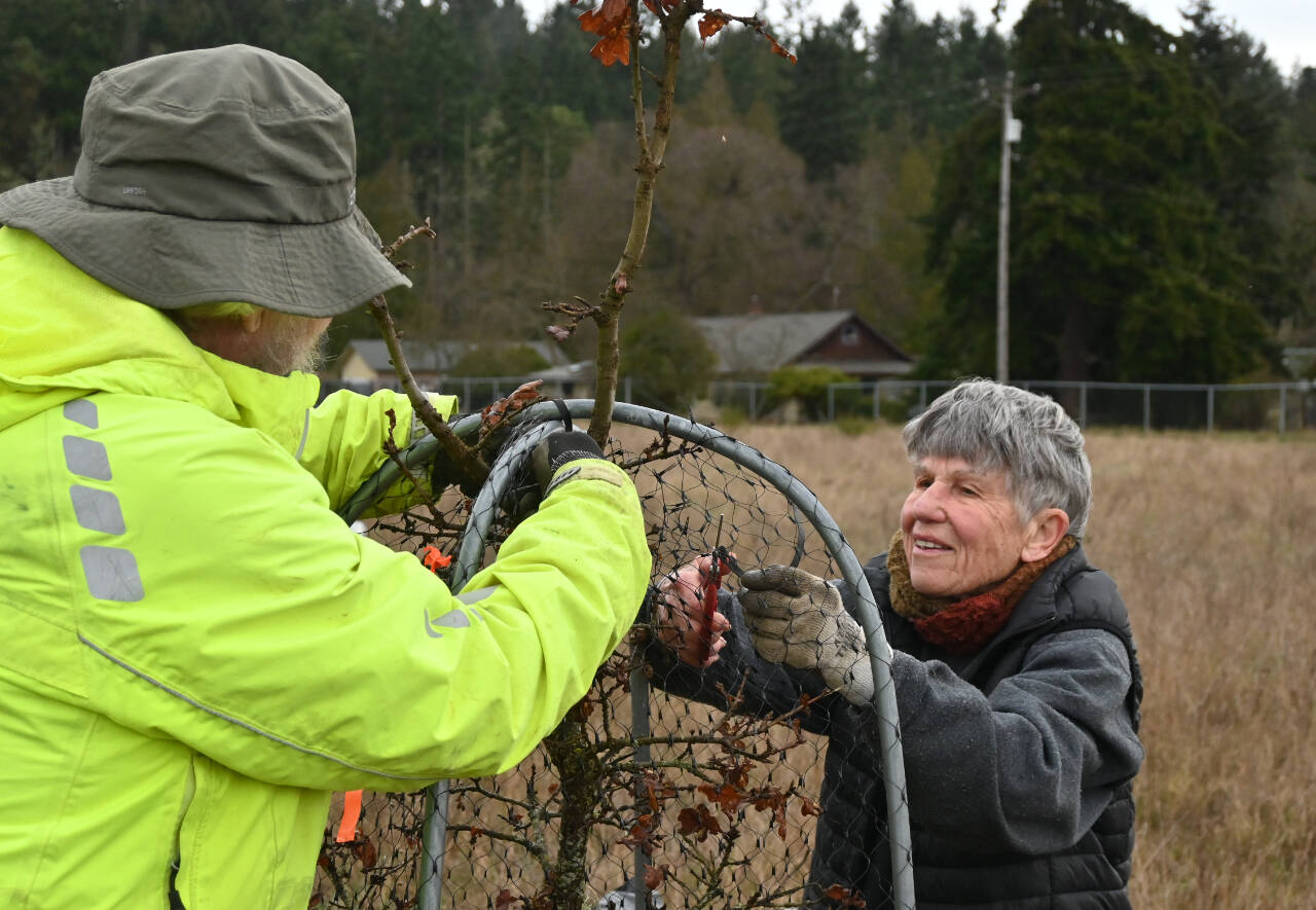 Sequim Gazette photo by Michael Dashiell
Volunteers Elden Housinger and Melissa Soares help remove protective equipment from a Garry Oak tree at a restoration project site just north of Carrie Blake Park last week.