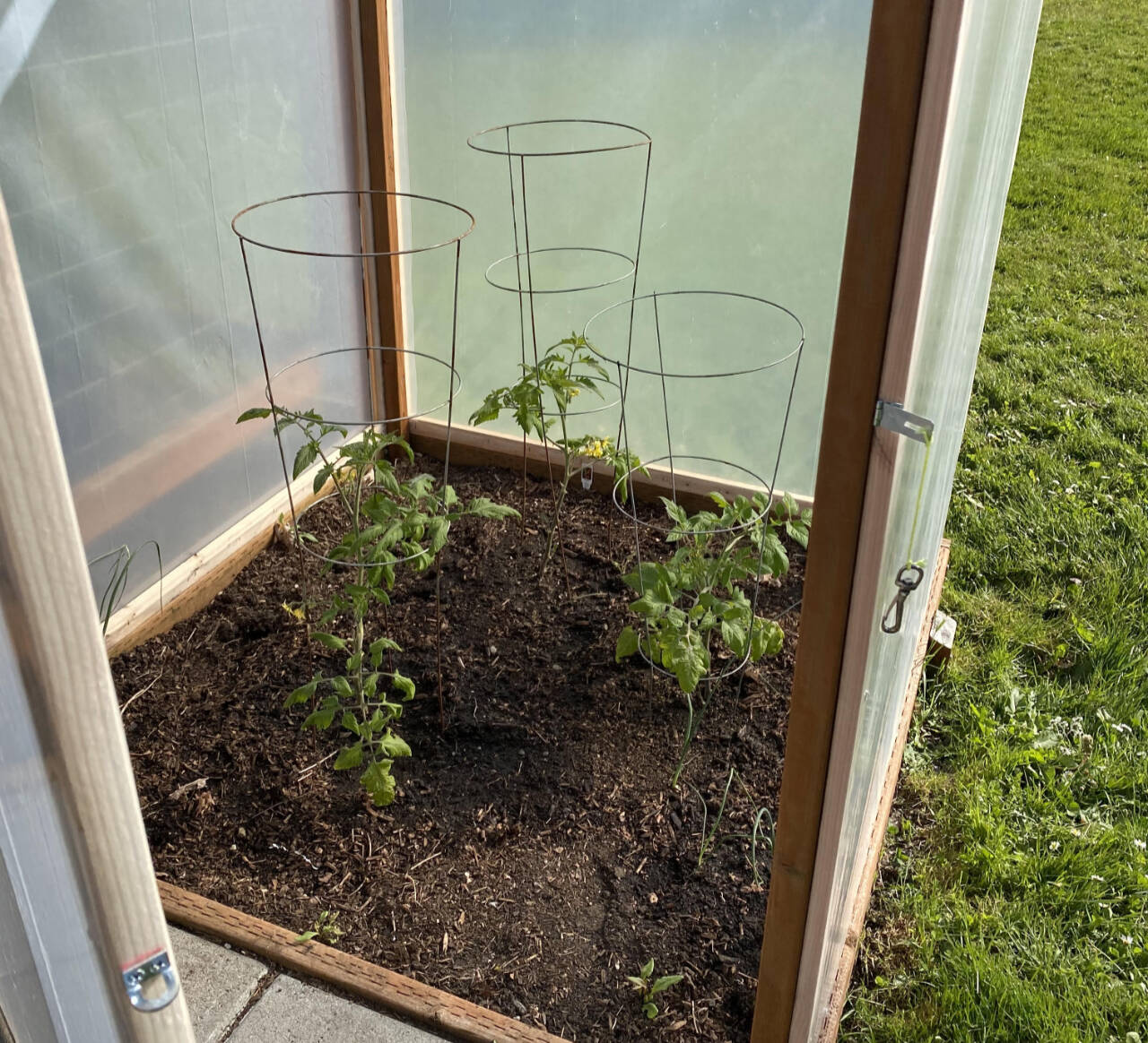 Photo by Sandy Cortez / Consider more climate controls as you grow garden treats such as tomatoes (pictured).