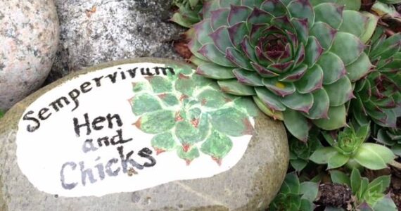 Sempervivum (Hen and Chicks) is a cold, hardy succulent.