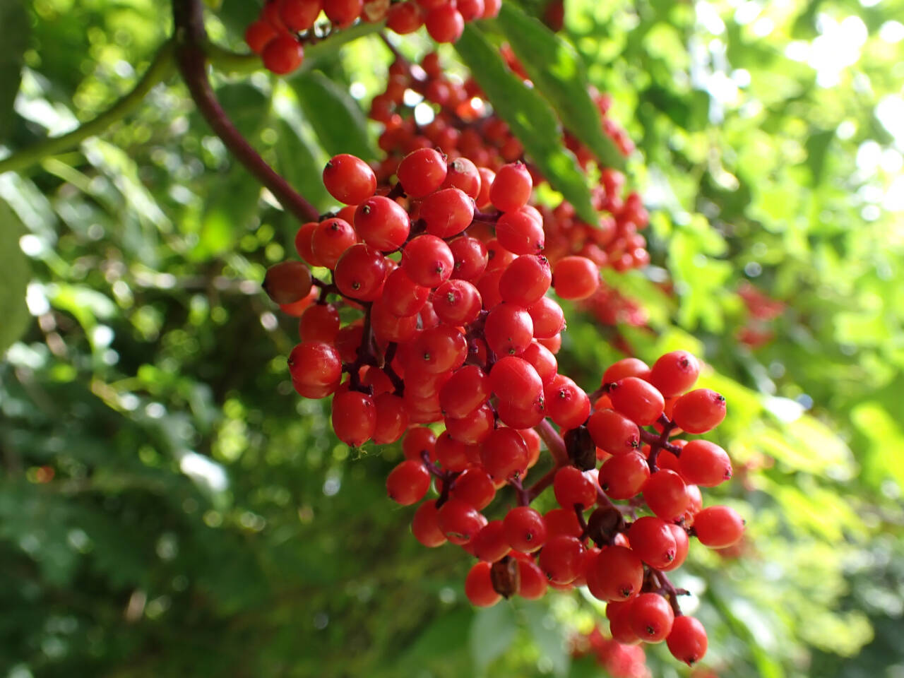 Photo by Christina St. John
Red elderberry fruit may look tasty, but the seeds are poisonous.