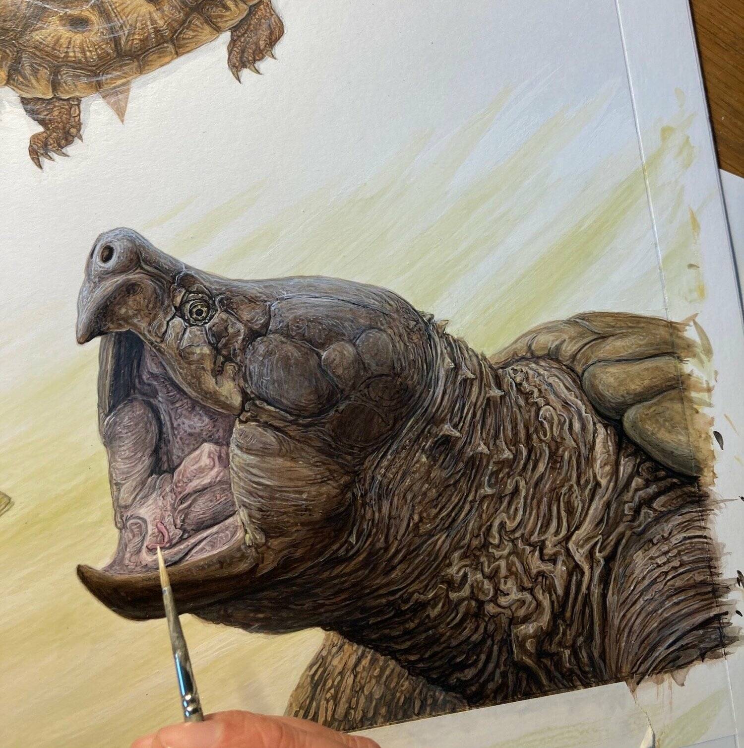 Photo courtesy of Matt Patterson / Matt Patterson works on an illustration of “The Book of Turtles,” a collaboration with Sy Montgomery, a New York Times bestselling science writer.