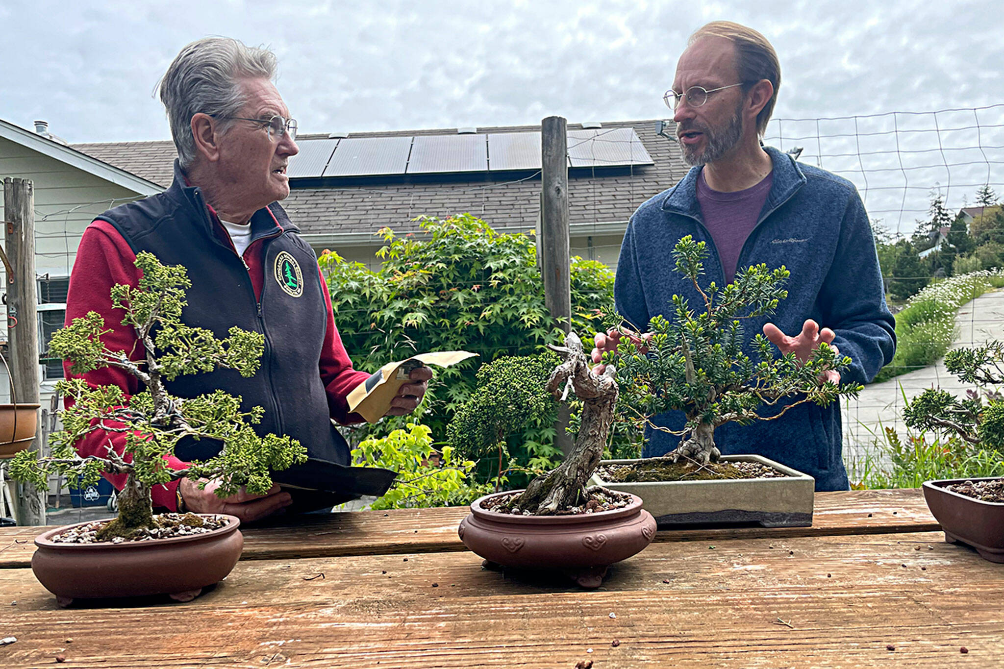 Sequim Gazette photo by Matthew Nash
Ron Quigley and Evan Miller with the Dungeness Bonsai Society are two of the 30 club members who will show their bonsai trees on June 3 at Sequim’s Pioneer Memorial Park.