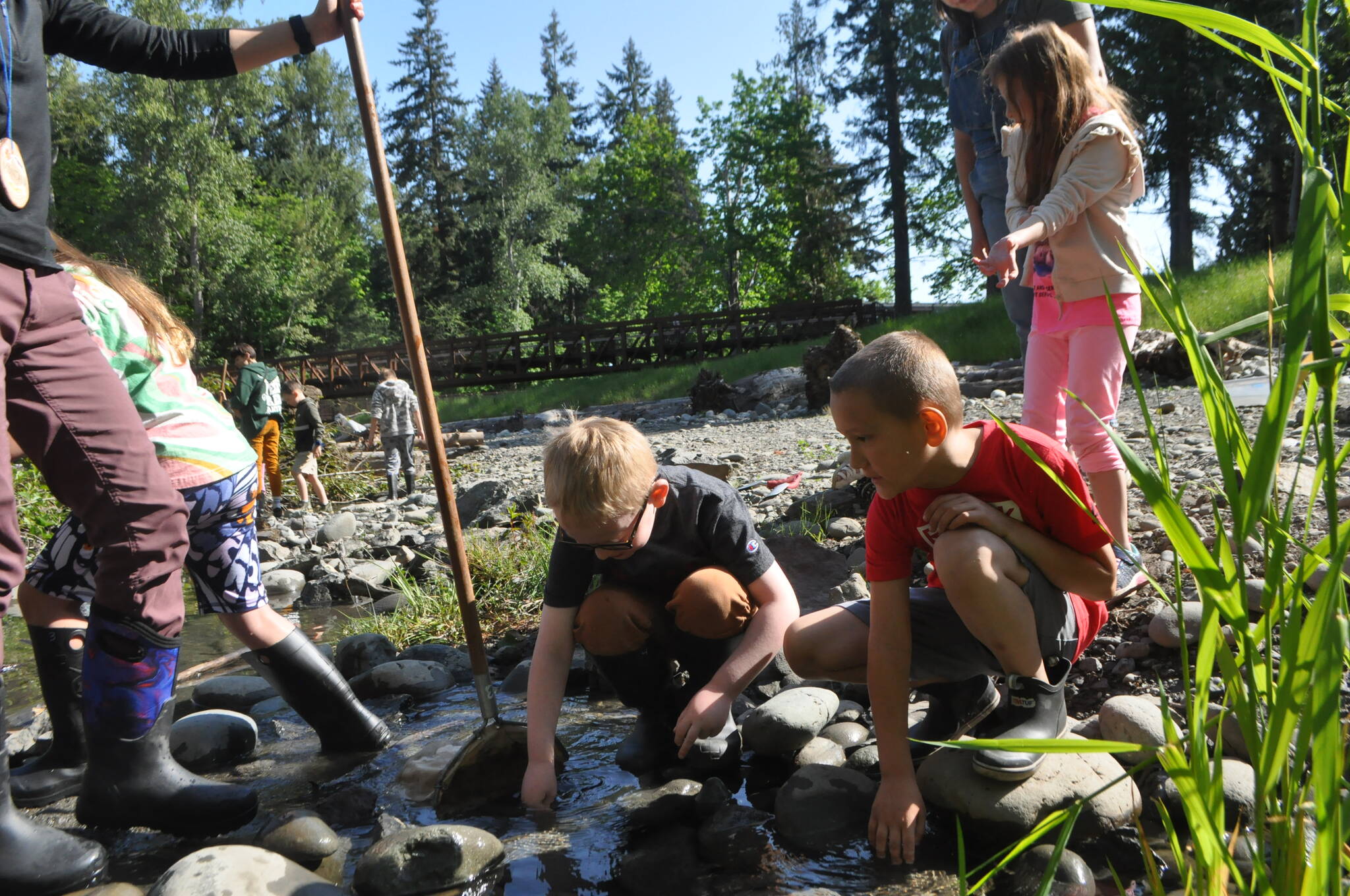 Sequim Gazette photo by Matthew Nash/ Second graders search for small creatures in the Dungeness River during a recent field trip.