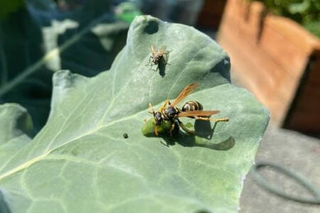 A Paper wasp with lunch