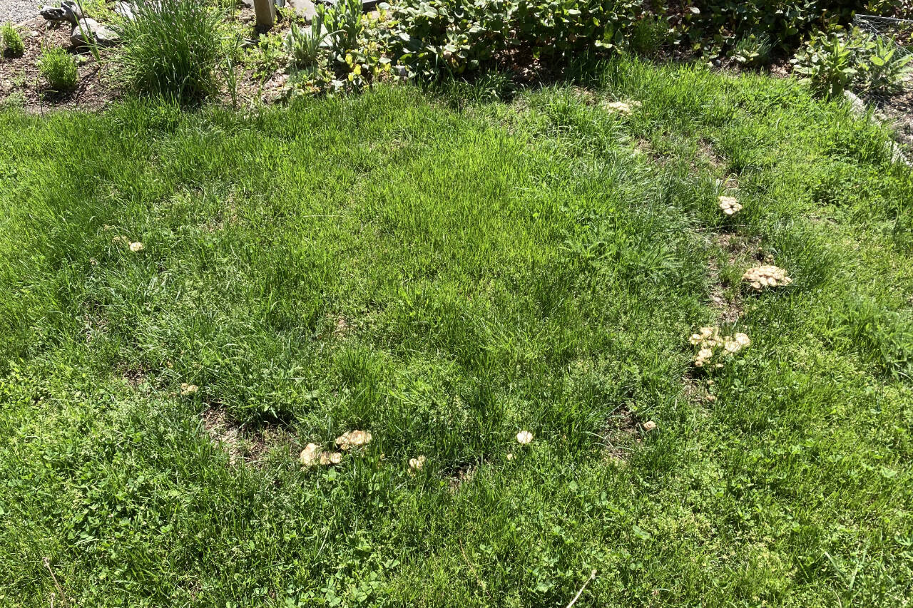 Photo courtesy of Jeanette Stehr-Green
A fairy ring in the lawn consisting of mushrooms, a ring of lush green grass and spots of dead grass.