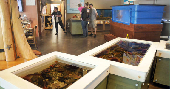 Visitors examine the marine exhibits at the Feiro Marine Life Center at Port Angeles City Pier on Sunday. (Keith Thorpe/Peninsula Daily News)