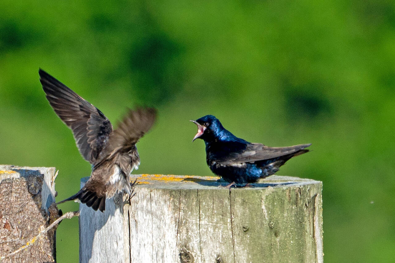 Photo by by Dow Lambert / Purple martins congregate at 3 Crabs tide flats. Join Backyard Birding presenters Ken Wiersema and Dow Lambert at a two-part event on July 1 to learn more about North America’s largest swallow.