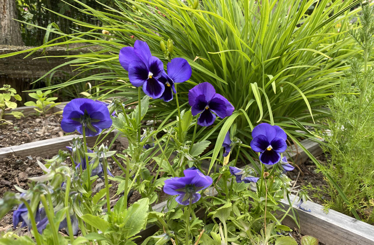 Photo by Sandy Cortez 
Pansies bloom in the edible flower garden patch at the Master Gardener Woodcock Demonstration Garden