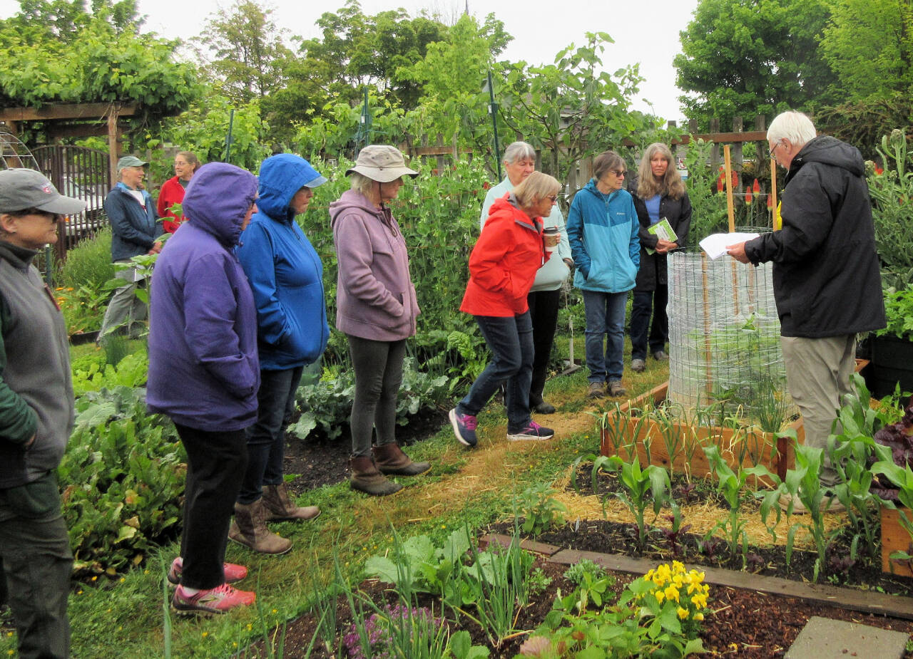Photo courtesy of Clallam County Master Gardeners / Bob Cain, far right, offers advice to participants at June 10 Second Saturday Garden Walk. Learn from WSU Extension Master Gardeners Jan Bartron, Bob Cain, Laurel Moulton, and Audreen Williams on Saturday, July 8.
