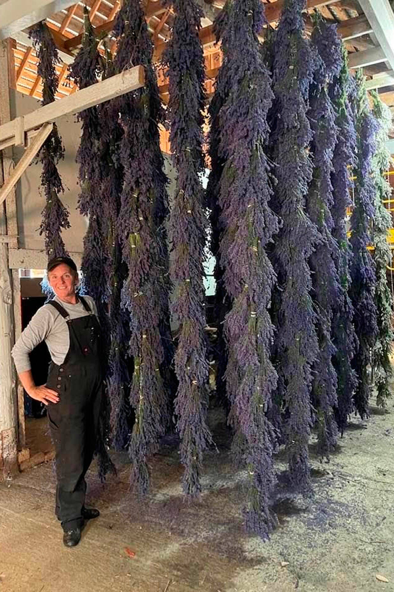 Photo courtesy Old Barn Lavender Company
Melissa Herbelin stands by drying lavender on the Old Barn Lavender Company property. Cast and crew members from Olympic Theatre Arts helped build the drying racks last summer.