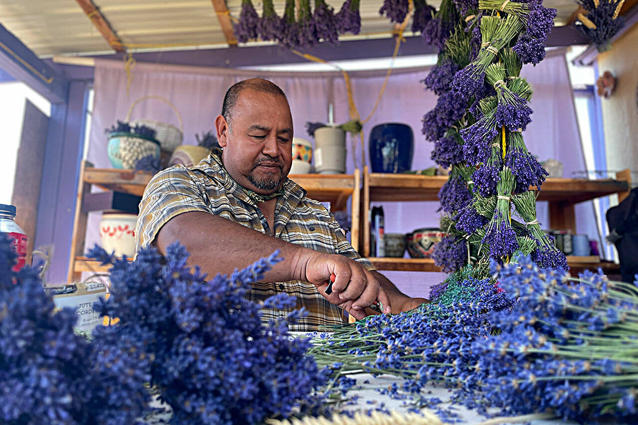 Sequim Gazette photo by Matthew Nash
Sergio Gonzalez, owner of Meli’s Lavender and president of the Sequim Lavender Growers Association, preps lavender wreaths for this year’s Sequim Lavender Festival. He said with nicer weather this summer he had to harvest much sooner than last year. His family will host a booth at Lavender in the Park in Carrie Blake Community Park and open his farm July 21-23.