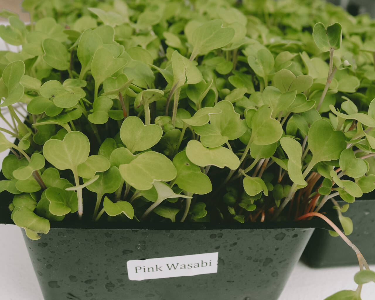 Photo courtesy of Sequim Farmers & Artisans Market (SFAM) / A close-up look at the beautiful pink wasabi microgreens, crisp and full of spicy flavor notes, available at Wilson’s booth at the farmers market.