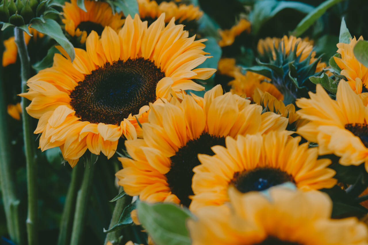 Photo courtesy of Sequim Farmers & Artisans Market/SFAM / A close up of Tampopo’s sunflowers grown on organic, pesticide-free, chemical-free soil.