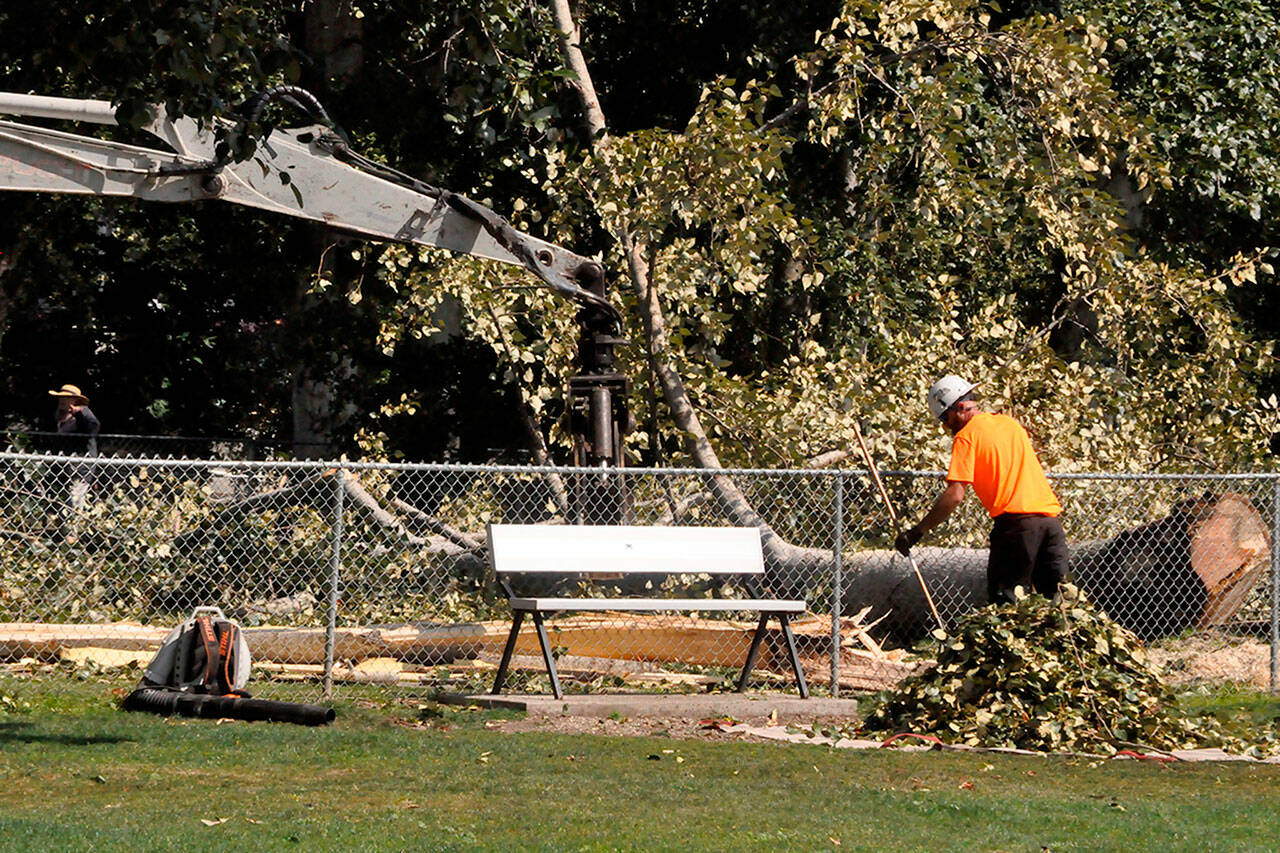 Sequim Gazette photo by Matthew Nash/ A crew with Blue Mountain Tree Service remove a cottonwood tree on Aug. 22 after it began to split and create a safety hazard in the Sequim Dog Park.