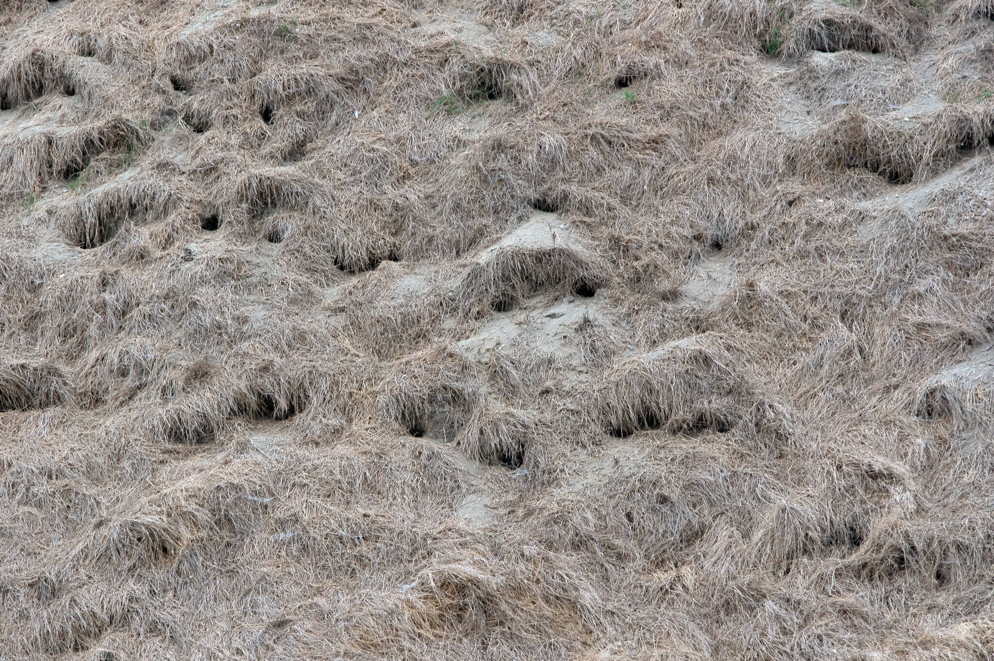 A small segment of one of the grassy cliffs of Protection Island shows more than 40 entrances to rhinoceros auklet nesting burrows. Deep within they will raise their babies in a room off a maze of tunnels. An ecosystem exists within the tunnels as well. Pearson said that no one has done a formal study on the beetles and spiders and other denizens of the auklet’s seasonal homes.