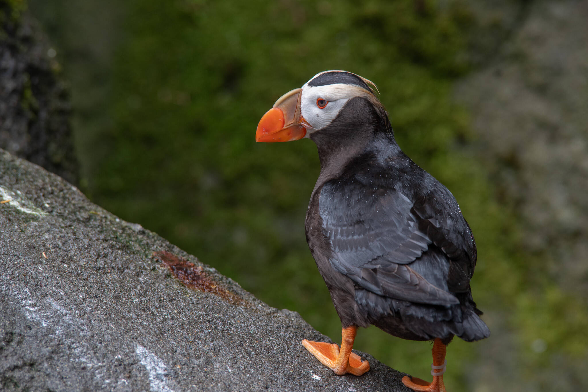Point Defiance Zoo and Aquarium in Tacoma has a population of 22 tufted puffins, with 7 mated pairs, and successful hatches. Unlike in the wild, where they are very sensitive to human activity, they are adjusted to living their lives under human supervision. The zoo provided burrows for them, but Noelle Tremonti, staff biologist and zookeeper at the Rocky Shores area said that they have been digging some of their own also. “All the animals are encouraged to have natural behaviors,” she said. If the tufted puffins breed successfully in confinement, would a solution to their declining population be to release them into the wild? No, say experts in Puffin decline, because it doesn’t address the core environmental issues affecting the decline. “While reintroduction is mentioned in the state’s puffin recovery plan, it is not the primary focus and most of the work is on improving puffin habitat in the wild,” wrote the zoo’s general curator, Malia Somerville.