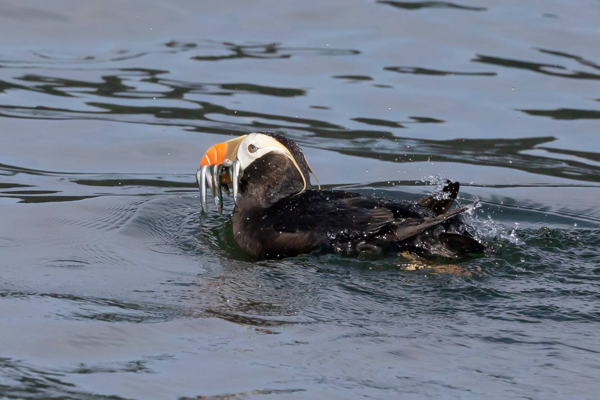 Photo courtesy of Scott Pearson
A tufted puffin can hold many fish in its beak with a raspy tongue before carrying them to its cliffside burrows to feed its puffling. Both parents take turns raising the single puffling. If the puffling dies, the mother does not have the capacity to lay another egg that year, according to Peter Hodum, professor at the University of Puget Sound.