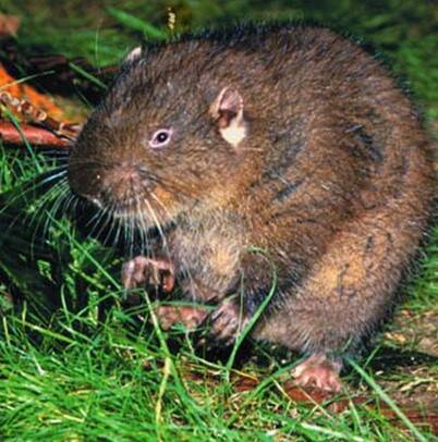U.S. Department of Agriculture photo
Mountain beavers have stout, compact bodies with reddish-brown to gray fur and short tails. The mountain beaver is not a true beaver.