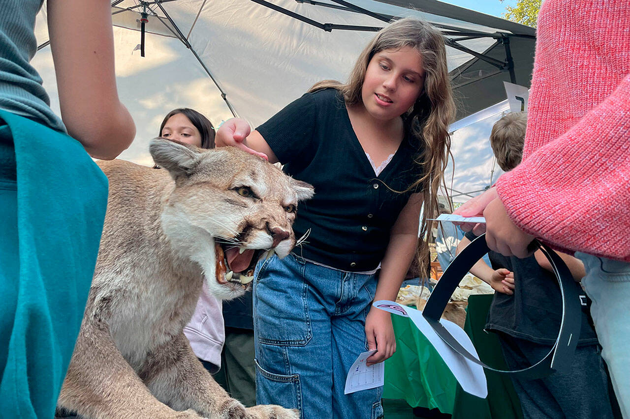 Sequim Gazette photo by Matthew Nash/ Sequim fifth grader Eleanor Houseman pets a cougar brought by staff with U.S. Fish and Wildlife for the Dungeness River Festival.