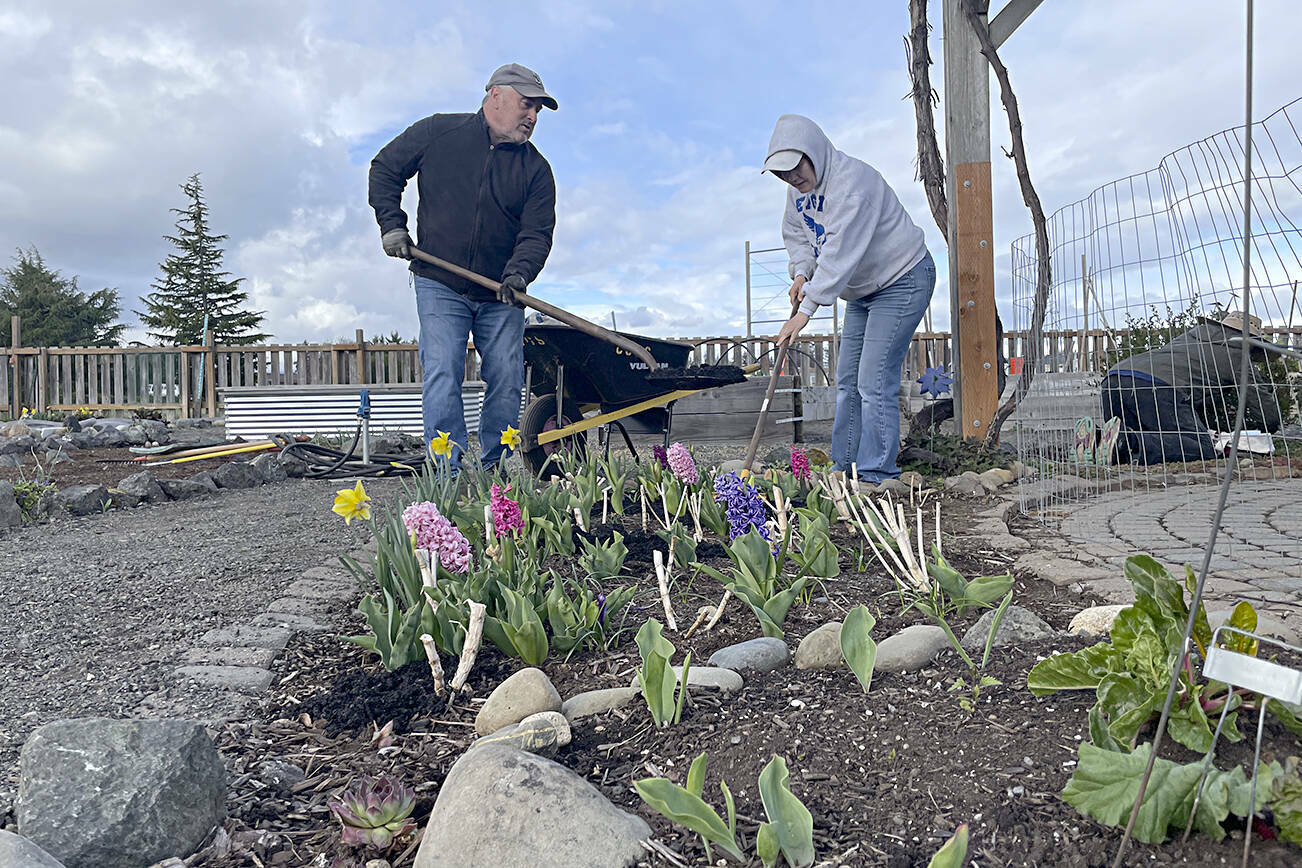 Sequim Gazette file photo by Matthew Nash/ Gardeners Jeff Balzarini and Jill Rochna work on a portion of the Community Organic Garden of Sequim in April. The garden turned 15 this year, and organizers host a celebration on Oct. 14 in St. Luke’s Episcopal Church.