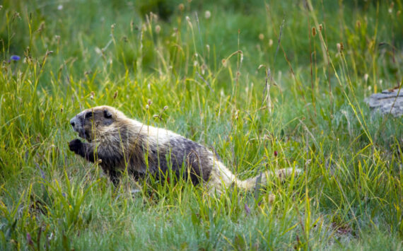 2012 August 29th Marmot Monitoring Survey at Hurricane Hill - Photo credit to Kiley Barbero.