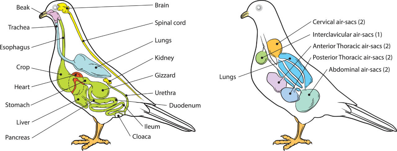 Graphic courtesy of Olympic Peninsula Audubon Society/Shutterstock / Pigeon anatomy