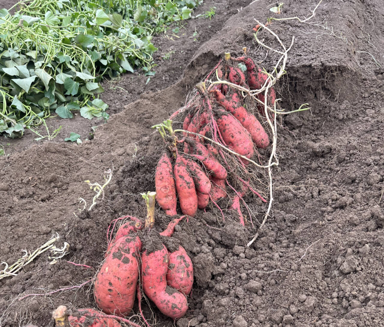 Learn how to grow sweet potatoes on the peninsula | Sequim Gazette, image size:1280x1092