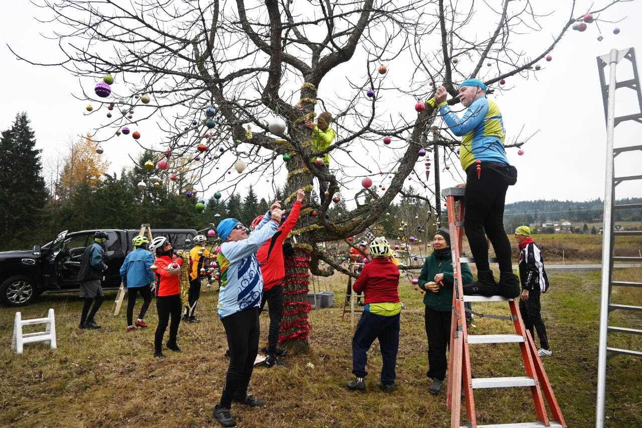 Sequim Gazette photo by Michael Dashiell / Local bicyclists decorate the tree near the “Sequim Welcomes You” sign on Nov. 29. The ornament and tinsel decorating has become something of an annual tradition at the tree located on the east end of town near Whitefeather Way, between the Olympic Discovery Trail and U.S. Highway 101.