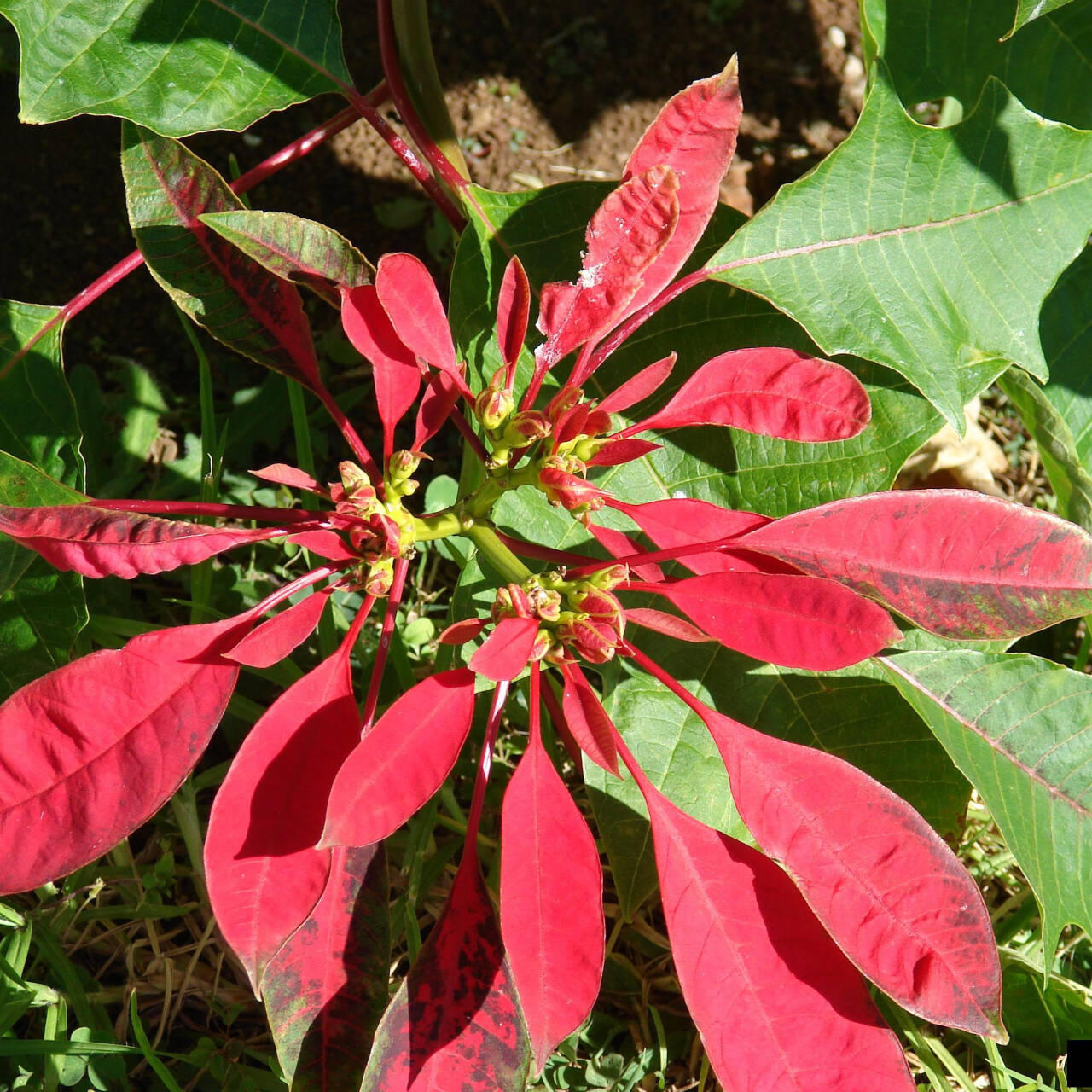 Photo by Forest and Kim Starr, Starr Environmental, Bugwood.org
A poinsettia flower is shown here in the wild, with small red bracts. The plant is a large shrub reaching 10-feet tall.