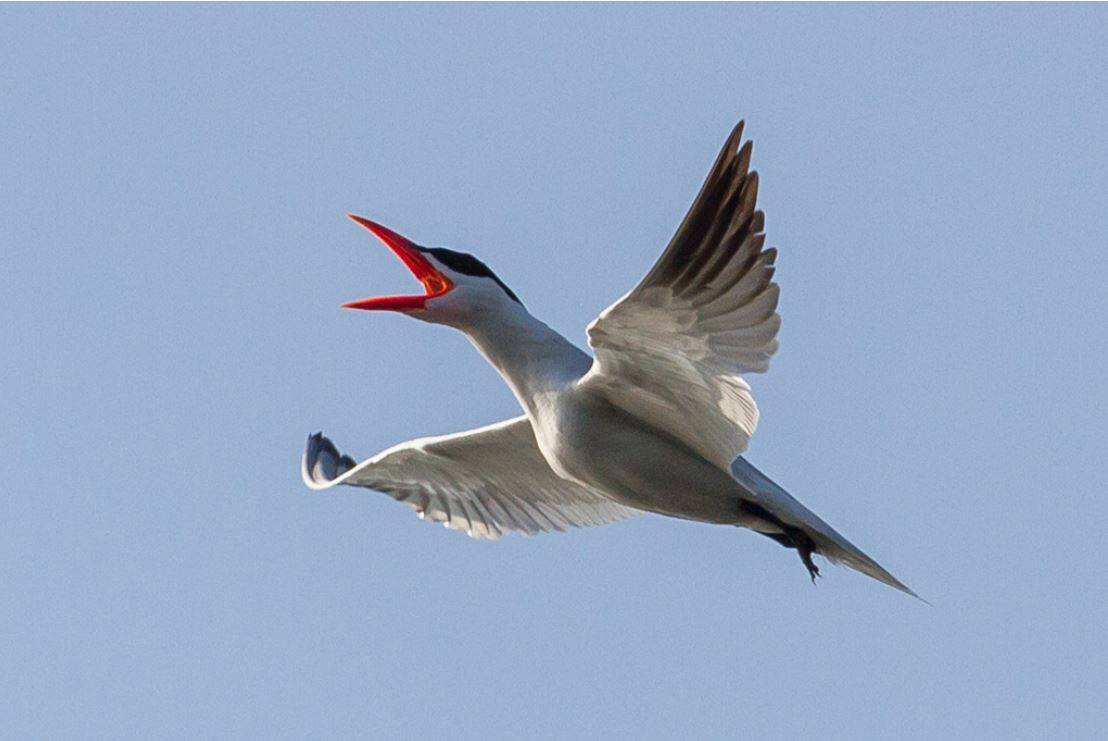 Photo by Chris Perry
View photos from local bird enthusiasts at the Olympic Peninsula Audubon Society’s presentation, “Photo Night,” held Jan. 24 at the Dungeness River Nature Center. Pictured is a Caspian tern.