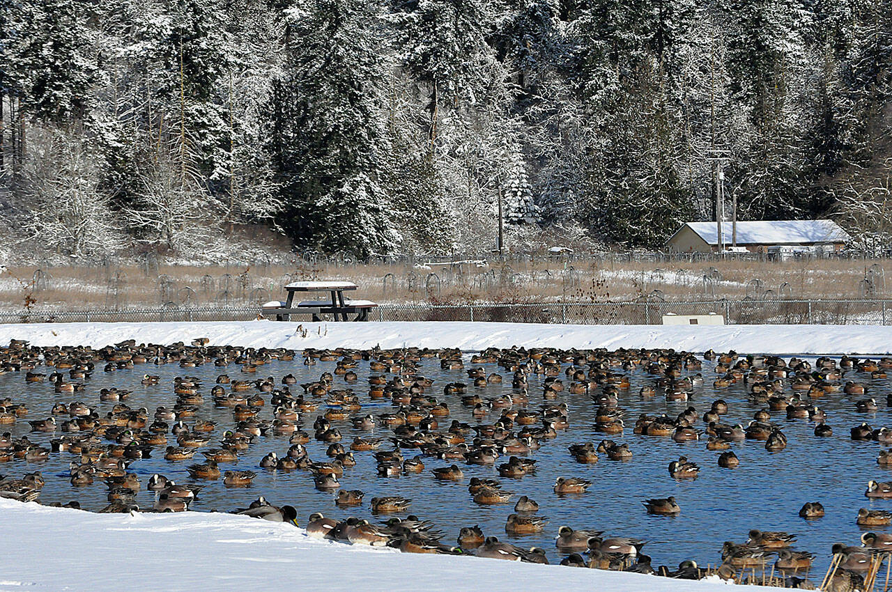 Sequim Gazette photo by Matthew Nash/ Carrie Blake Community Park’s Water Reuse Demonstration Site Pond fills up with some fowls during the foul weather on Jan. 12.