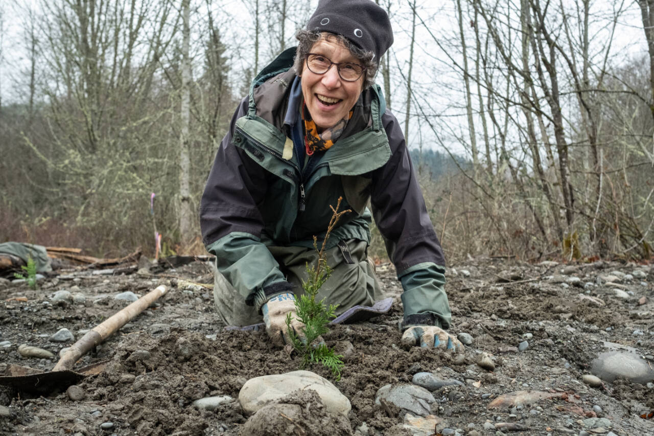 Photo courtesy of North Olympic Salmon Coalition
The North Olympic Salmon Coalition (NOSC) and the Jamestown S’Klallam Tribe seek volunteers to help plant native trees and shrubs along the Dungeness River on Jan. 20 and Jan. 24.