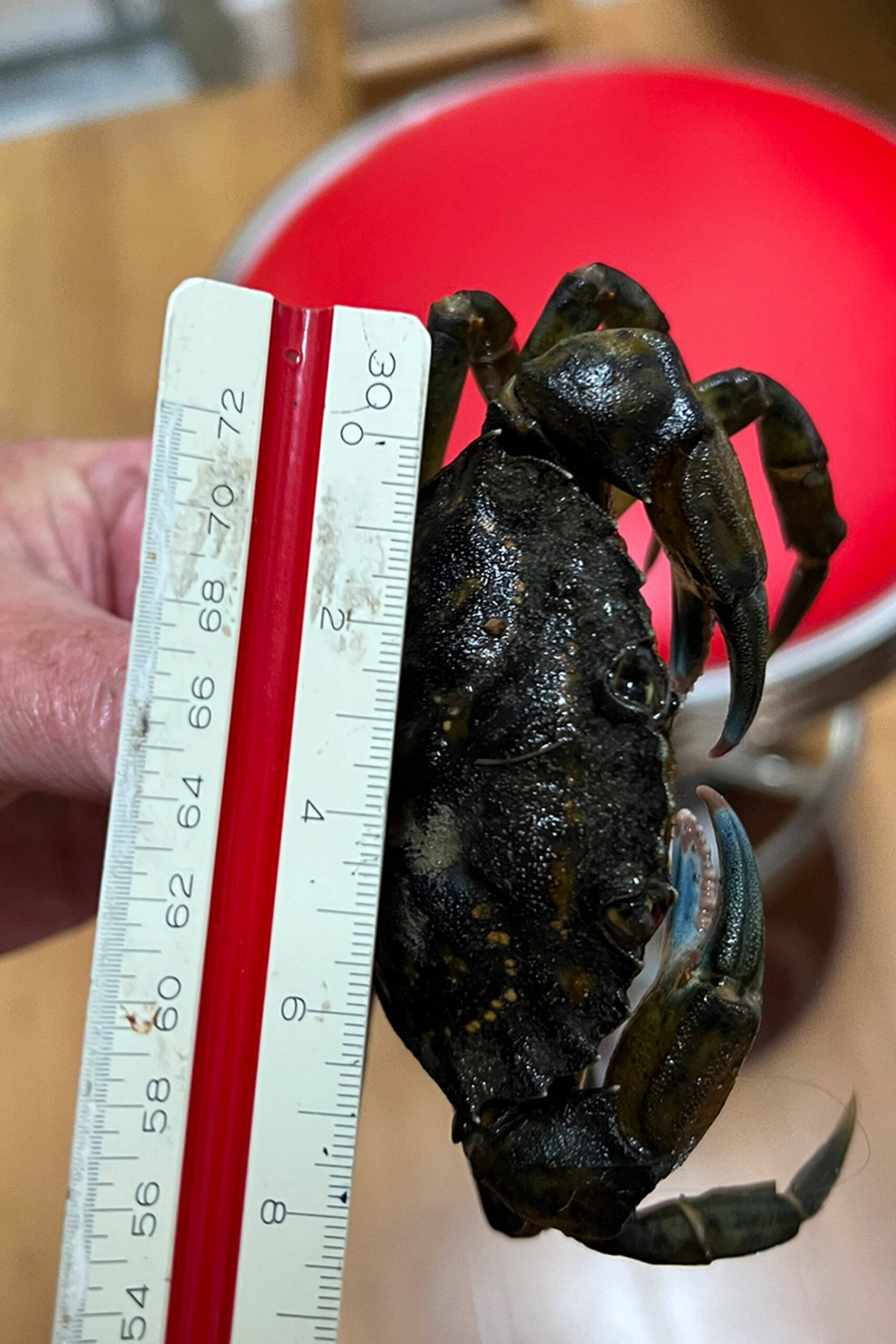 Photo by Coastal Watershed Institute
Coastal Watershed Institute staff, interns and volunteers spotted a European green crab on Oct. 20, 2023 at the Salt Creek Recreation Area, which led to four of the invasive species to be caught Oct. 24-26.