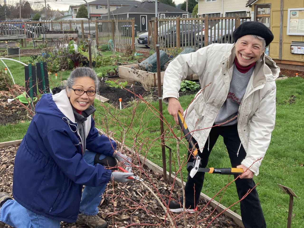 Photo by Paul Stehr-Green 
Clallam County Master Gardners Audreen Williams, left, and Jeanette Stehr-Green host two sessions of “Blueberries: Pruning for Productivity” on Feb. 10, at the Fifth Street Community Garden and Feb. 24 at Lazy J Farm.