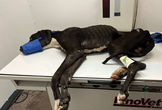 Photo courtesy of Welfare For Animals Guild
Casey, an estimated 18-month-old Great Dane, gets medical assistance not long after being helped by animal rescues on the West End and in Sequim.