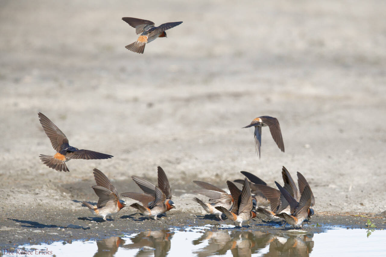 Photo by Dee Renee Ericks
Learn all about bird migration from Bob Boekelheide at the next Olympic Peninsula Audubon Society meeting, set for 10 a.m-noon on Saturday, March 2, at the Dungeness River Nature Center. Pictured here are cliff swallows.