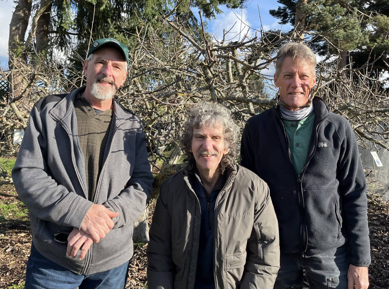 Photo by Brenda Lasorsa
Find out how to get the most benefit from your fruit trees in fall by pruning them the right way this winter. Join Clallam County Master Gardeners, from left, Keith Dekker, Tom Del Hotal and Gordon Clark for a free fruit tree pruning workshop set for 10 a.m.-noon on Saturday, March 2, at the Woodcock Demonstration Garden, 2711 Woodcock Road.