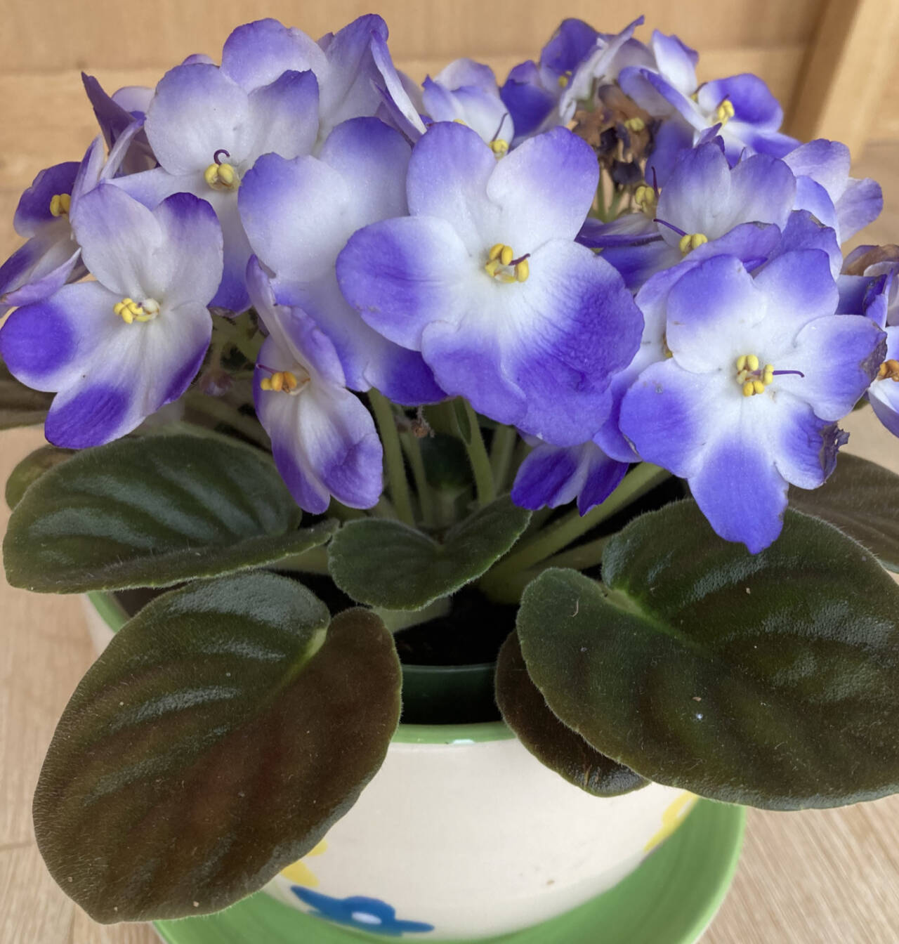 Photo by Jeanette Stehr-Green
African violets need 10 to 14 hours of light each day and at least eight hours of darkness to bloom.