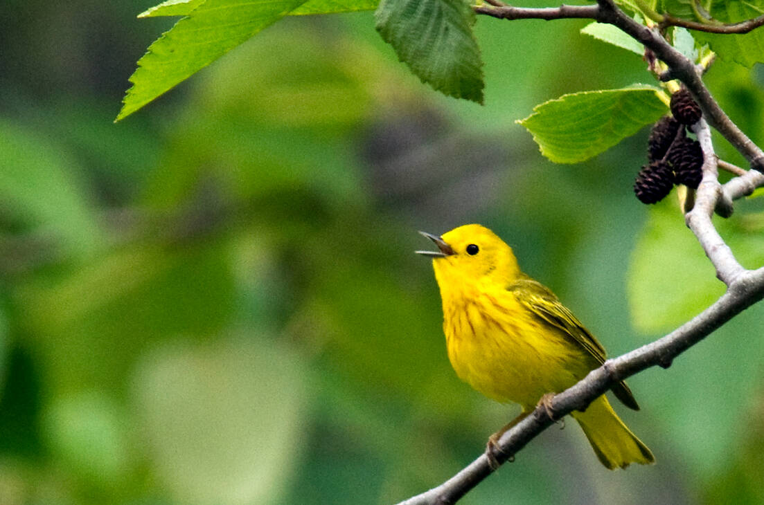 Photo by Dow Lambert
Learn more about local birds at “Sounds of Spring,” the next Backyard Birding event set for April 6 at the Dungeness River Nature Center. Pictured is a singing Yellow Warbler.