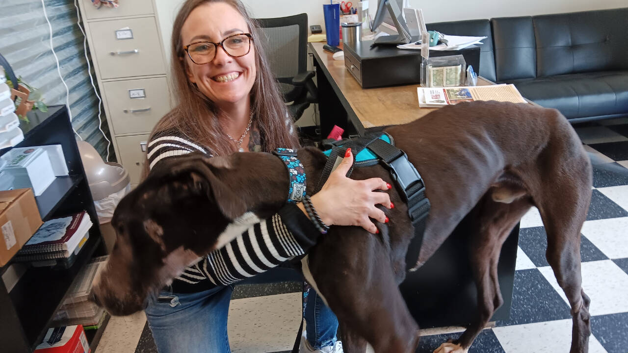 Photo courtesy of Welfare for Animals Guild / Mary Kniskern, Sonny’s Spaw and Self Wash owner, shares a moment with Casey, a Great Dane who was rescued after suffering a gunshot wound and the effects of severe hunger in February.