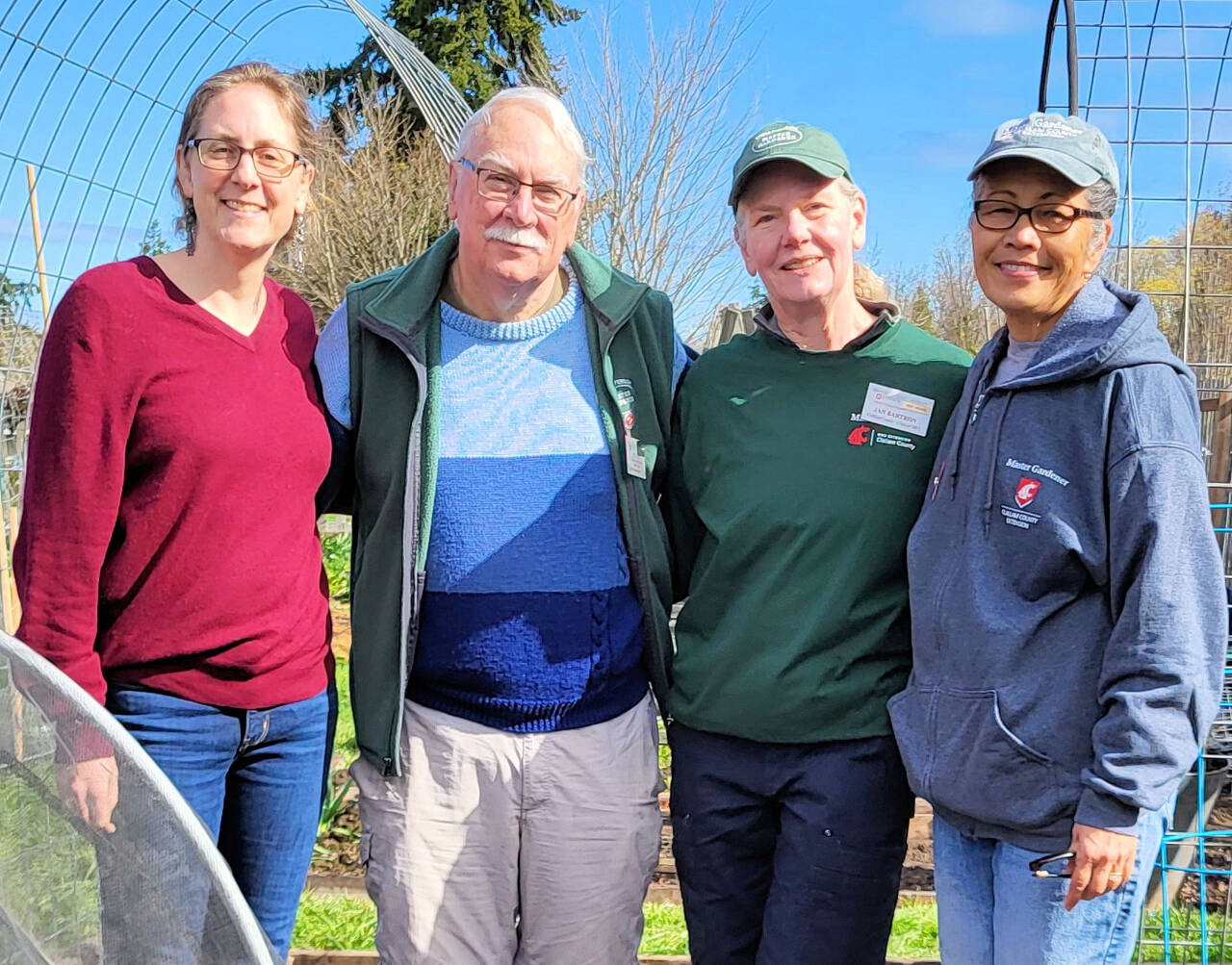 Photo courtesy of Clallam County Master Gardeners / WSU-certified Clallam County Master Gardeners (from left) Laurel Moulton, Bob Cain, Jan Bartron and Audreen Williams lead an educational walk through the Fifth Street Community Garden, from 10-11:30 a.m. on Saturday, April 13.