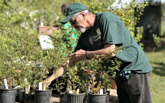 Photo by Sandy Macias-Cortez/Clallam County Master Gardeners
Master Gardener Keith Dekker works in Sequim’s Woodcock Demonstration Garden, headquarters for the Clallam County Master Gardeners’ plant sale. This year’s sale is set for 9 a.m. on Saturday, May 4, at the Woodcock Demonstration Garden, 2711 Woodcock Road.