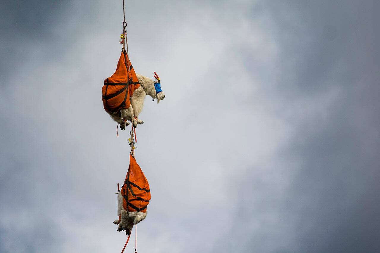 File photo by Jesse Major/Olympic Peninsula News Group
Two blind-folded mountain goats dangle from a helicopter in Olympic National Park as they await processing in 2018.